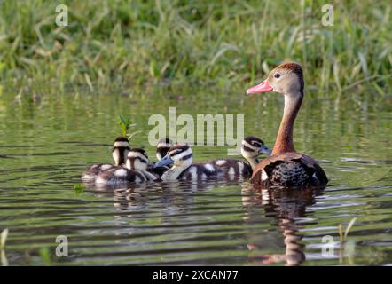 Femelle de canards sifflants à ventre noir (Dendrocygna autumnalis) avec canetons, région de Houston, Texas, États-Unis. Banque D'Images