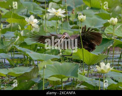 Limpkin (Aramus guarauna) appelant et se déplaçant avec des ailes ouvertes parmi les plantes de lotus jaunes (Nelumbo lutea) dans un lac, région de Houston, Texas, États-Unis. Banque D'Images