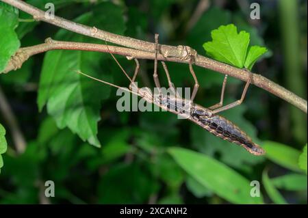 Femelle de l'insecte Walkingstick à deux bandes du sud (Anisomorpha buprestoides) grimpant une plante à l'envers, Galveston, Texas, États-Unis. Banque D'Images