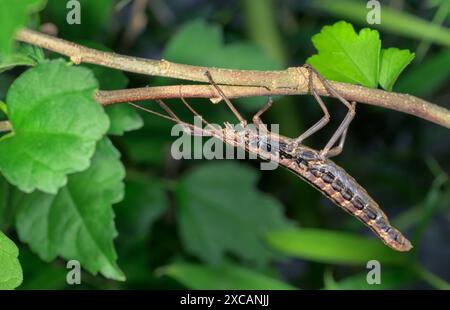 Femelle de l'insecte Walkingstick à deux bandes du sud (Anisomorpha buprestoides) grimpant une plante à l'envers, Galveston, Texas, États-Unis. Banque D'Images