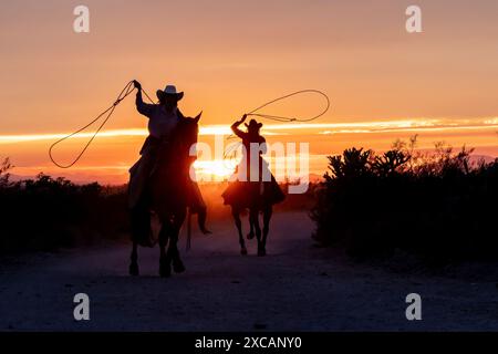 Mains de ranch féminines, ou cow-girls, monter des chevaux au coucher du soleil sur un ranch en Arizona, États-Unis. Les lariats oscillants. Banque D'Images