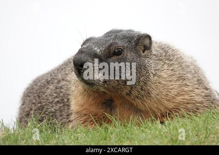 Marmotte à ventre jaune (Marmota flaviventris), également connue sous le nom de « chuck de roche », dans l'État de Washington, États-Unis Banque D'Images