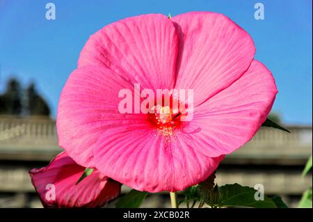 Hibisques (Hibiscus), Florence, Toscane, Italie, Europe, une grande fleur d'hibiscus rose sur un ciel bleu en arrière-plan Banque D'Images