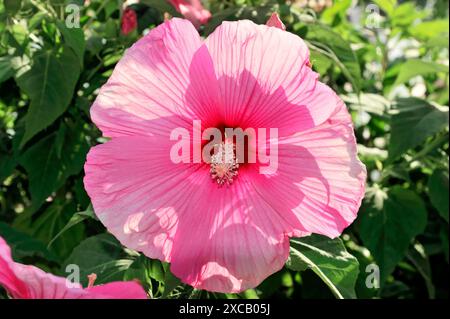 Hibisques (Hibiscus), Florence, Toscane, Italie, Europe, fleur d'hibiscus rose au soleil, feuilles vertes en arrière-plan Banque D'Images