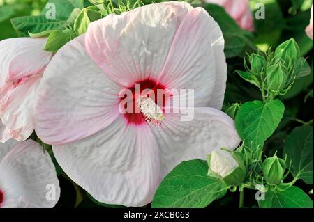Hibisques (Hibiscus), Florence, Toscane, Italie, Europe, gros plan d'une fleur d'hibiscus blanc-rose avec un feuillage vert en arrière-plan Banque D'Images
