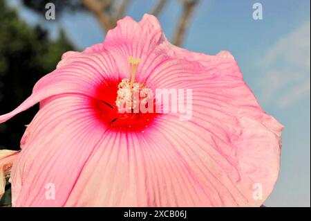 Hibisques (Hibiscus), Florence, Toscane, Italie, Europe, photographie macro d'une fleur d'hibiscus rose au centre rouge devant un ciel bleu Banque D'Images