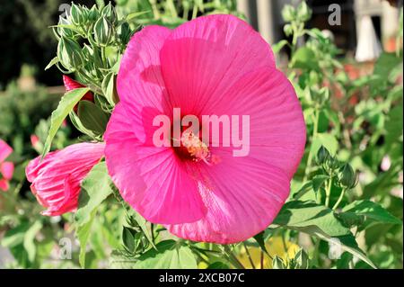 Hibisques (Hibiscus), Florence, Toscane, Italie, Europe, fleur d'hibiscus rose vif dans un jardin verdoyant au soleil Banque D'Images