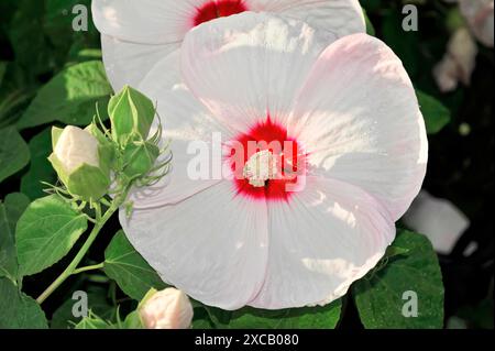 Hibisques (Hibiscus), Florence, Toscane, Italie, Europe, fleur d'hibiscus blanche avec centre rouge, feuilles vertes et bourgeons Banque D'Images