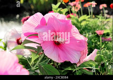 Hibisques (Hibiscus), Florence, Toscane, Italie, Europe, fleur d'hibiscus rose avec centre violet dans un jardin coloré Banque D'Images