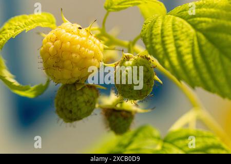 Gros plan de framboises jaunes et vertes (Rubus idaeus) sur la brousse, mûrissant au soleil, Ternitz, basse-Autriche, Autriche Banque D'Images