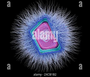 Illustration du catovirus (CATV) Naegleria ou du virus Naegleria (NV). Il s'agit d'un virus géant à ADN nucléocytoplasmique (acide désoxyribonucléique) qui peut détruire Naegleria fowleri, l'amibe mangeuse de cerveau. Banque D'Images