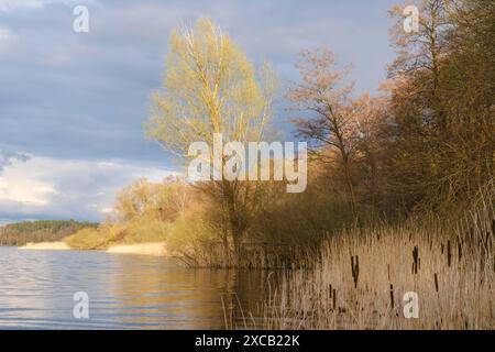 Paysage dans la lumière du soir au lac Mueritz, Mueritz National Park, Mecklenburg Lake District, Mecklenburg, Mecklenburg-Poméranie occidentale, Allemagne Banque D'Images