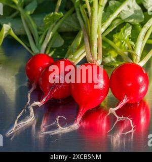 Radis, Rädisa (Raphanus sativus) Banque D'Images