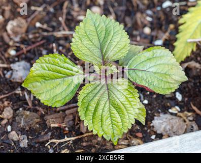 Perilla coréenne 'bicolore', Bladmynta (Perilla frutescens var. crispa) Banque D'Images