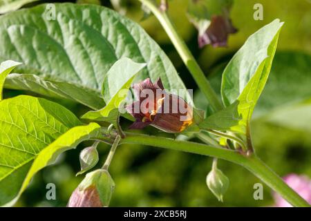 Deadly NightShade, Belladonna (Atropa belladonna) Banque D'Images