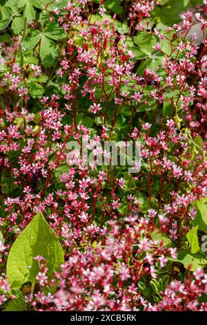 Londres Pride, Porslinsbräcka (Saxifraga × urbium) Banque D'Images