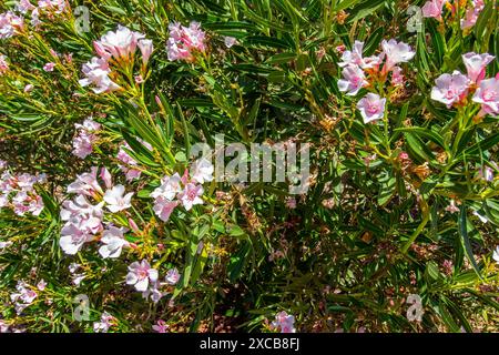 Plante Oleander florissante dans Back Yard Banque D'Images