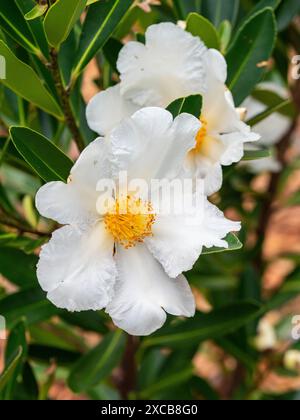 Gordonia flowers or Fries Egg Plant in bloom Stock Photo