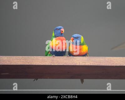 Une paire de lorikeets arc-en-ciel perchés sur une balustrade en bois, des oiseaux australiens Banque D'Images