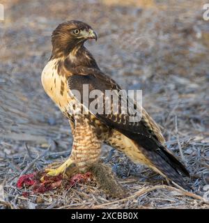 Halk à queue rouge, juvénile, avec repas. Palo Alto Baylands, comté de Santa Clara, Californie. Banque D'Images