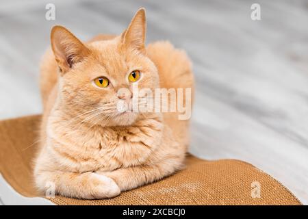 chat rouge est allongé sur un poteau à gratter. poteau à gratter en carton pour chat. Banque D'Images