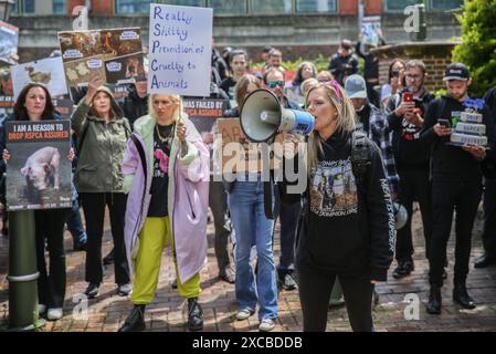 Horsham, Royaume-Uni. 15 juin 2024. Un groupe de manifestants de différents groupes de défense des droits des animaux se rassemblent et chantent devant le siège de la RSPCA pendant la manifestation. La RSPCA célèbre son 200e anniversaire et les militants des droits des animaux remettent en question leur engagement en faveur du bien-être animal. Crédit : SOPA images Limited/Alamy Live News Banque D'Images