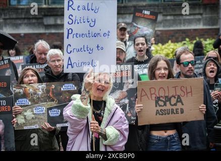 Horsham, Royaume-Uni. 15 juin 2024. Un groupe de manifestants de différents groupes de défense des droits des animaux se rassemblent devant le siège de la RSPCA pour protester avec des pancartes pendant la manifestation. La RSPCA célèbre son 200e anniversaire et les militants des droits des animaux remettent en question leur engagement en faveur du bien-être animal. Ils disent, après une enquête infiltrée récente, que les exploitations couvertes par le régime RSPCA Assured ont été considérées comme ayant un bien-être animal atroce. Crédit : SOPA images Limited/Alamy Live News Banque D'Images