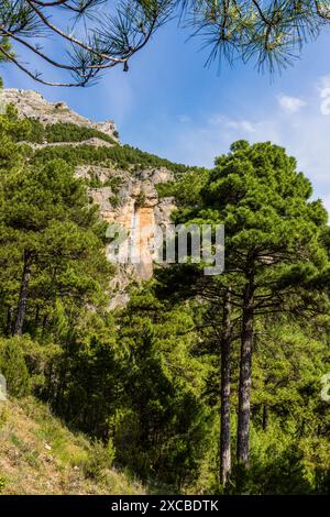 Pine Salgareño, pinus nigra, Loma del Calar de Cobo , Parc naturel des Sierras de Cazorla, Segura et Las Villas , province de Jaén, Espagne Banque D'Images