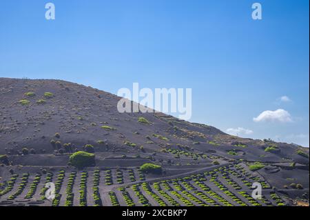 Grapevine sur sol volcanique noir dans les vignobles de la Geria, Lanzarote, îles Canaries, Espagne Banque D'Images