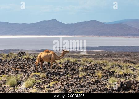 Chameau marchant sur les rives du lac Assal, le point le plus bas de l'Afrique, région de Tadjourah, Djibouti Banque D'Images