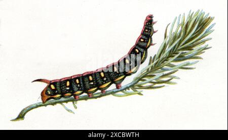 Spurge Hawk-Moth, Caterpillar Hyles euphorbiae, (livre de zoologie, 1922), Wolfsmilchschwärmer, Raupe Banque D'Images