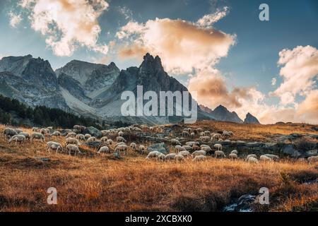 Paysage des Alpes françaises de la vallée de Claree avec massif des Cerces et troupeau de moutons paissant sur pâturage en automne dans les Hautes Alpes, France Banque D'Images