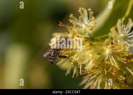 Une abeille sur les fleurs de Tilia cordata, le citron vert à petites feuilles ou le tilleul à petites feuilles Banque D'Images