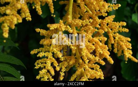 Chanvre palmier jaune floraison en été Banque D'Images