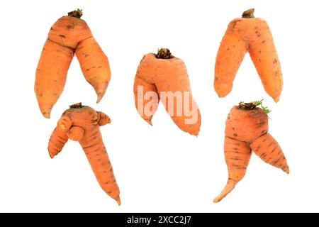 Légumes de carotte déformés et tordus. Exemples organiques imparfaits sur fond blanc. Banque D'Images