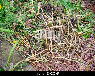 Pile dense de racines de bambou fraîchement tirées montrant un réseau complexe de pousses emmêlées dans un jardin Banque D'Images