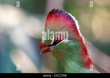 Turaco fischer adulte, tauraco fischeri, portrait rapproché avec espace pour le texte. Cet oiseau coloré est presque menacé dans la nature et est endémique Banque D'Images
