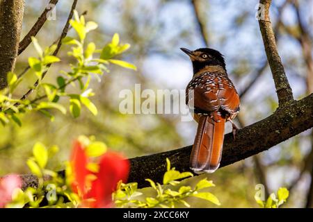 Un rire tacheté, Ianthocincla ocellata, perché dans un arbre, . Endémique au Bhoutan, en Chine, en Inde, au Myanmar et au Népal. Son habitat naturel est subt Banque D'Images