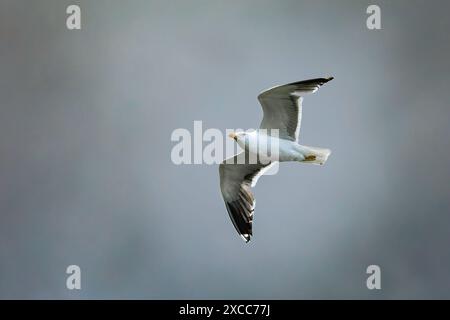 Un mouette à dos noir moindre (Larus fuscus) en vol contre un ciel sombre. Banque D'Images