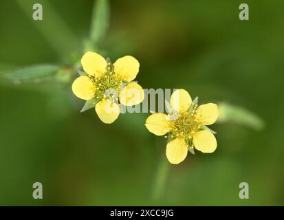 Fours à bois - Geum urbanum Banque D'Images