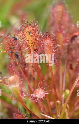 Oblong-leaved sundew Drosera intermedia - Banque D'Images