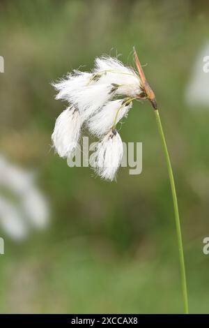 Cottongrass à feuilles larges - Eriophorum latifolium Banque D'Images