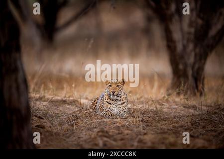 Panthère de léopard mâle sauvage indien panthera pardus fusca avec contact visuel pendant le safari en soirée dans la jungle en plein air à la réserve de léopard de la forêt de jhalana inde Banque D'Images