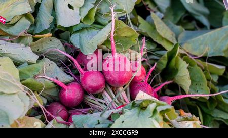 Une image en gros plan d'un paquet de radis rouges avec leurs feuilles vertes, fraîchement récoltées dans un jardin Banque D'Images