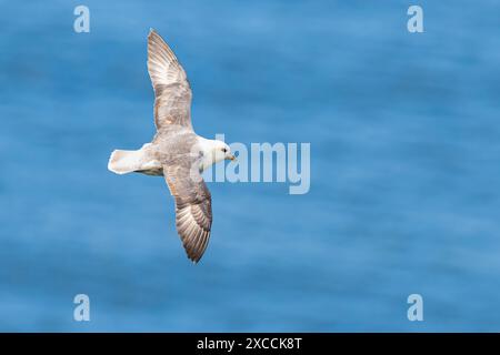 Fulmar du Nord, Fulmarus glacialis, oiseau en vol au-dessus de la mer et des falaises, Bempton Cliffs, North Yorkshire, Angleterre Banque D'Images