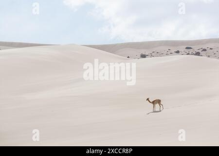 Vicunas sauvages sur les dunes de sable en Argentine, Amérique du Sud Banque D'Images