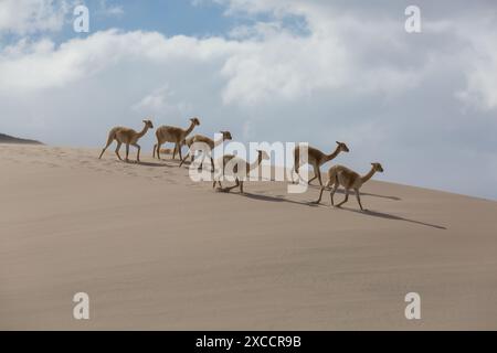 Vicunas sauvages sur les dunes de sable en Argentine, Amérique du Sud Banque D'Images