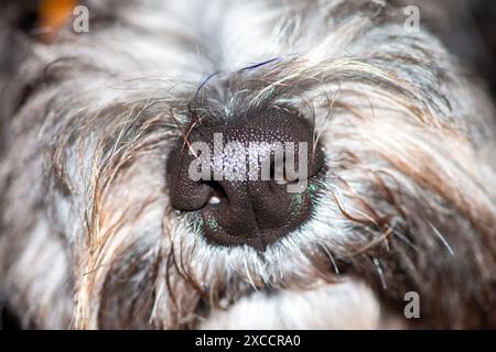 Une photo macro détaillée capturant l'adorable nez d'un Maltipoo, mettant en valeur sa texture et son charme en vue rapprochée. Banque D'Images