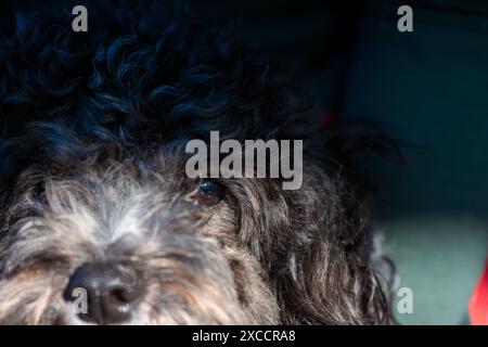 Un adorable Maltipoo regardant directement la caméra, capturant son expression douce et curieuse dans un portrait charmant. Banque D'Images