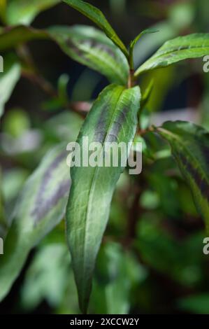 gros plan de la coriandre vietnamienne (persicaria odorata) Banque D'Images